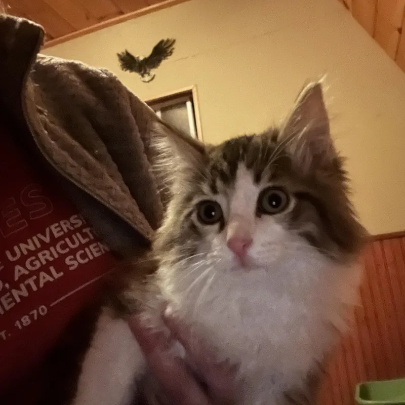 A baby medium-sized male American Shorthair cat named Biscuit for adoption in Ashland, OH