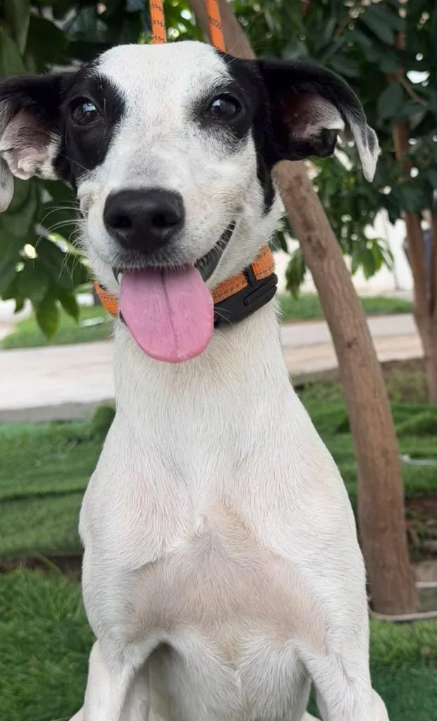 A baby small-sized female Italian Greyhound dog named Mapi for adoption in San Diego, CA