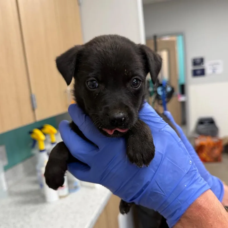 A baby small-sized female Black Terrier dog named Emmy for adoption in Marshall, TX