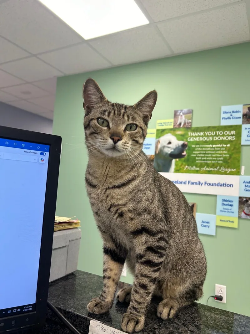 An adult large-sized male Domestic Short Hair cat named Butch for adoption in Milton, MA