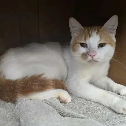 An adult medium-sized female Orange & White Domestic Short Hair cat named Lemonade for adoption in Winthrop, ME