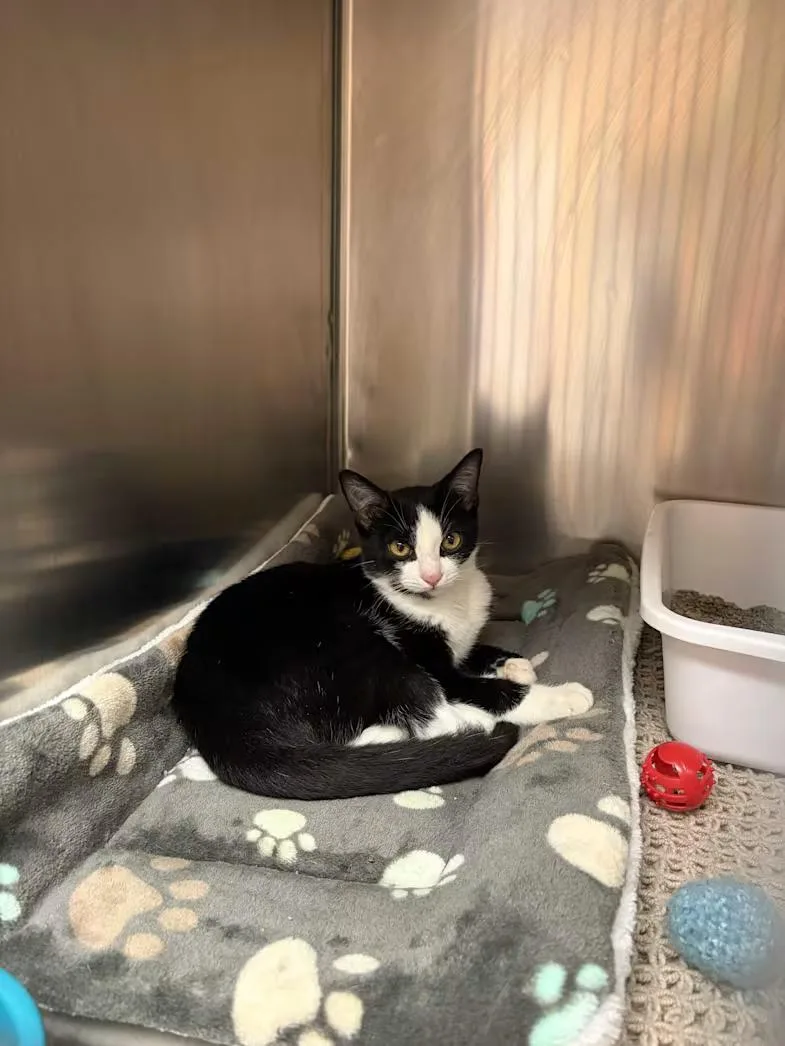 A baby medium-sized male Black & White / Tuxedo Domestic Short Hair cat named El Dorado for adoption in Greensboro, NC