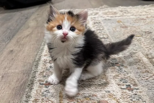 A baby small-sized female Domestic Medium Hair cat named Sage for adoption in Moreno Valley, CA