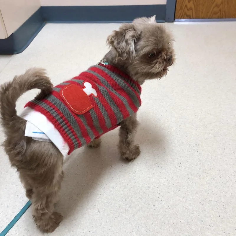 Cocoa Bean thumbnail 2