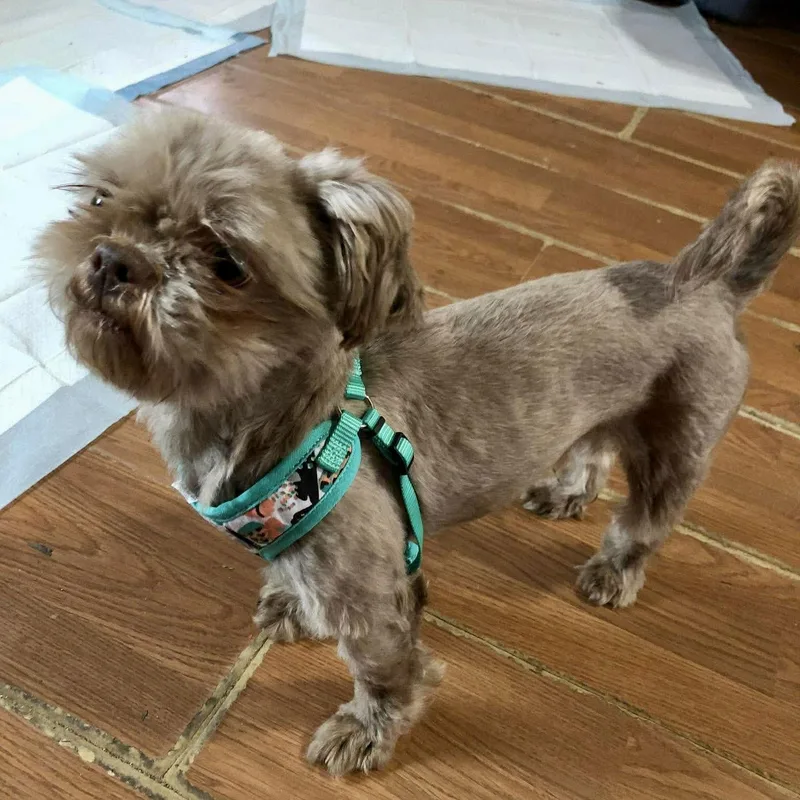 Cocoa Bean thumbnail 3