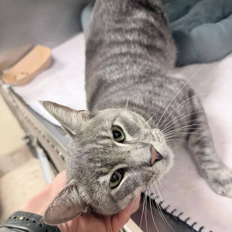 A young large-sized male Gray / Blue / Silver Domestic Short Hair cat named Ziggy for adoption in Titusville, FL