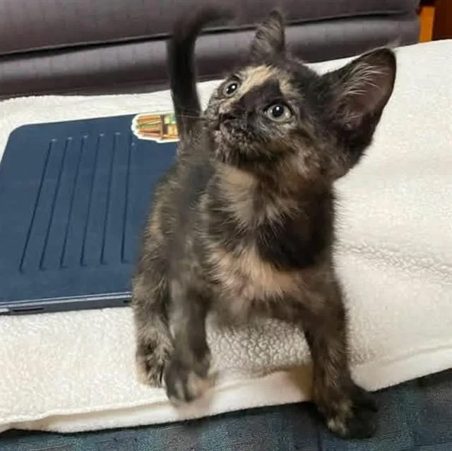 A baby small-sized female Domestic Short Hair cat named Alicia for adoption in Springfield, MA