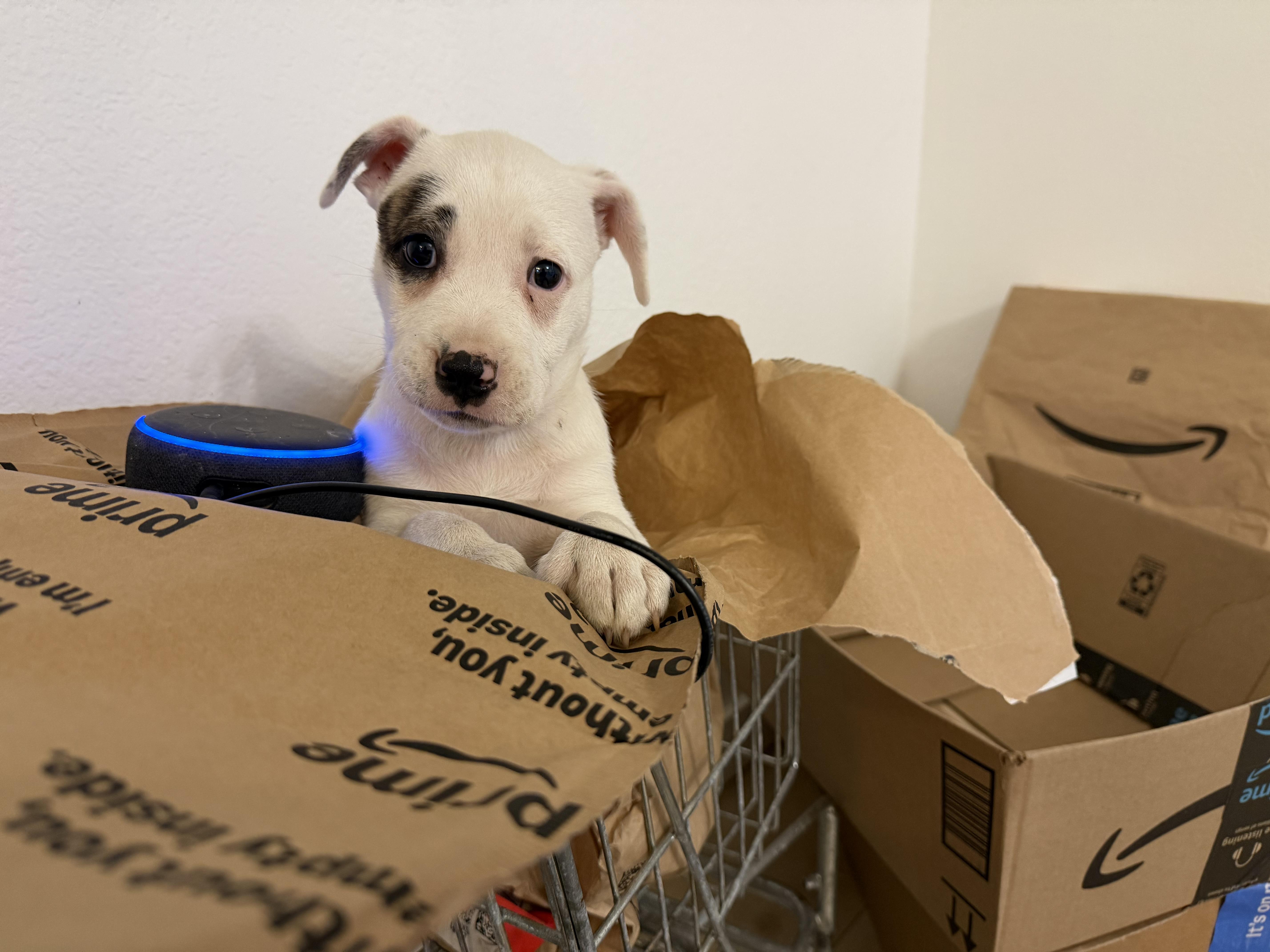 A baby medium-sized female Pit Bull Terrier dog named Nova for adoption in Eugene, OR