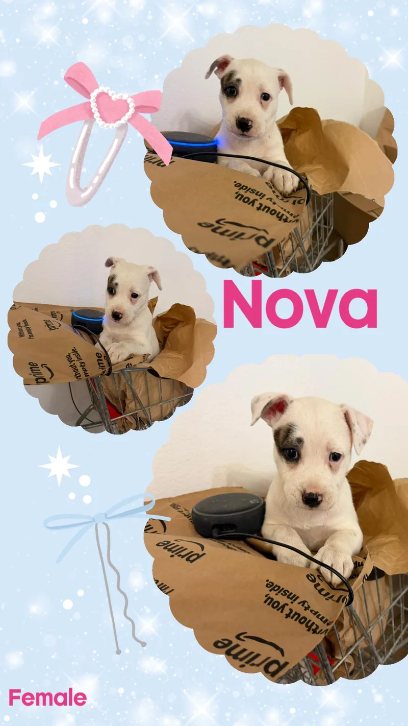 Nova thumbnail 3