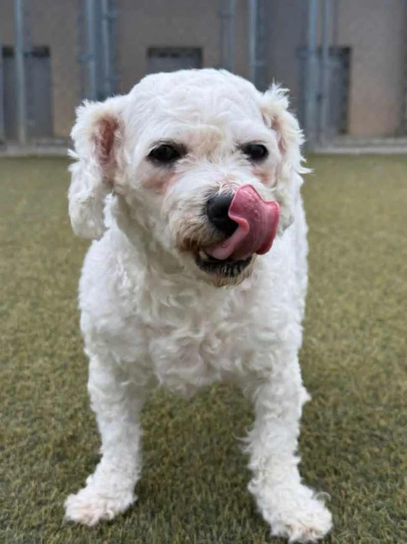 An adult small-sized female White / Cream Bichon Frise dog named Sweetie Pie for adoption in Scotch Plains, NJ