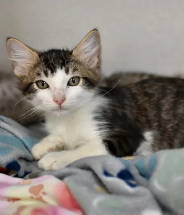 A young medium-sized male Domestic Medium Hair cat named Patroclus for adoption in Marietta, GA
