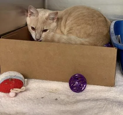 An adult small-sized male Domestic Short Hair cat named Drum for adoption in West Chester, PA