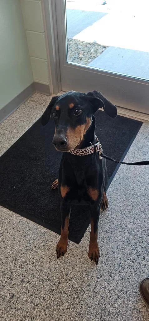 An adult large-sized female Terrier dog named Lola for adoption in Athens, TN