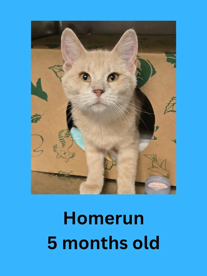 A baby small-sized male Buff / Tan / Fawn Domestic Short Hair cat named Homerun for adoption in Ravenna, OH