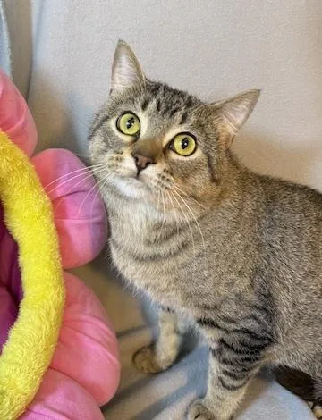 A young medium-sized male Tabby (Brown / Chocolate) Domestic Short Hair cat named Ozzy for adoption in Minneapolis, MN
