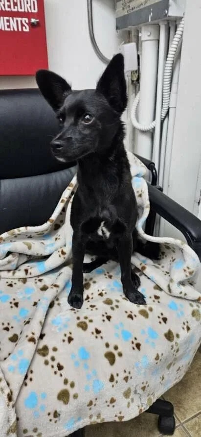 A young small-sized male Black Chihuahua dog named Bobby for adoption in El Segundo, CA