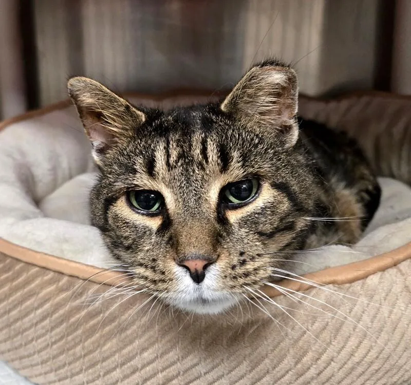 An adult large-sized male Tabby (Brown / Chocolate) Domestic Short Hair cat named Toby for adoption in Cincinnati, OH