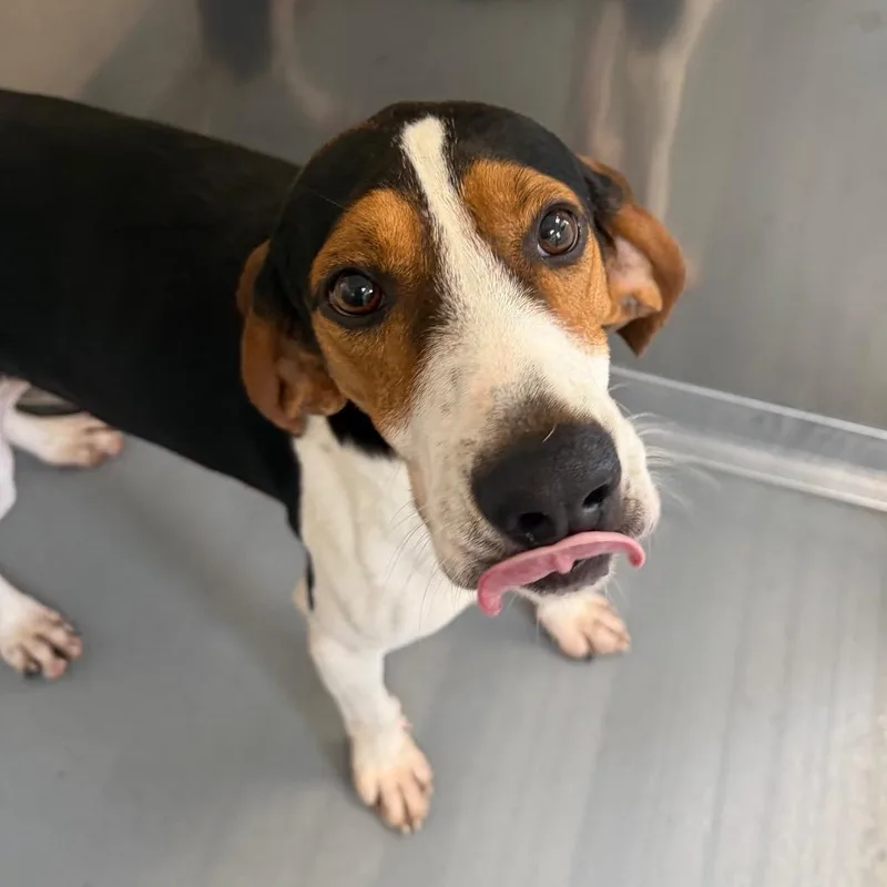An adult medium-sized male Hound dog named Ford for adoption in Rocky Mount, VA