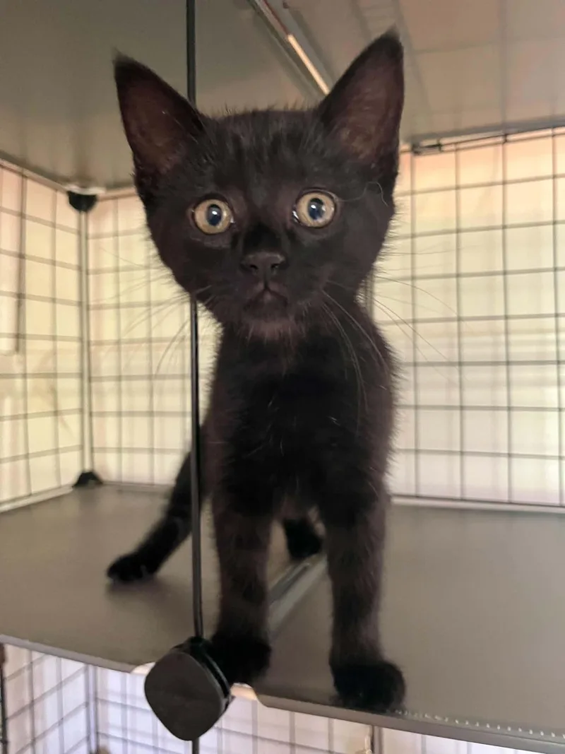 A baby medium-sized female Black Domestic Short Hair cat named Moon for adoption in Hickory, NC