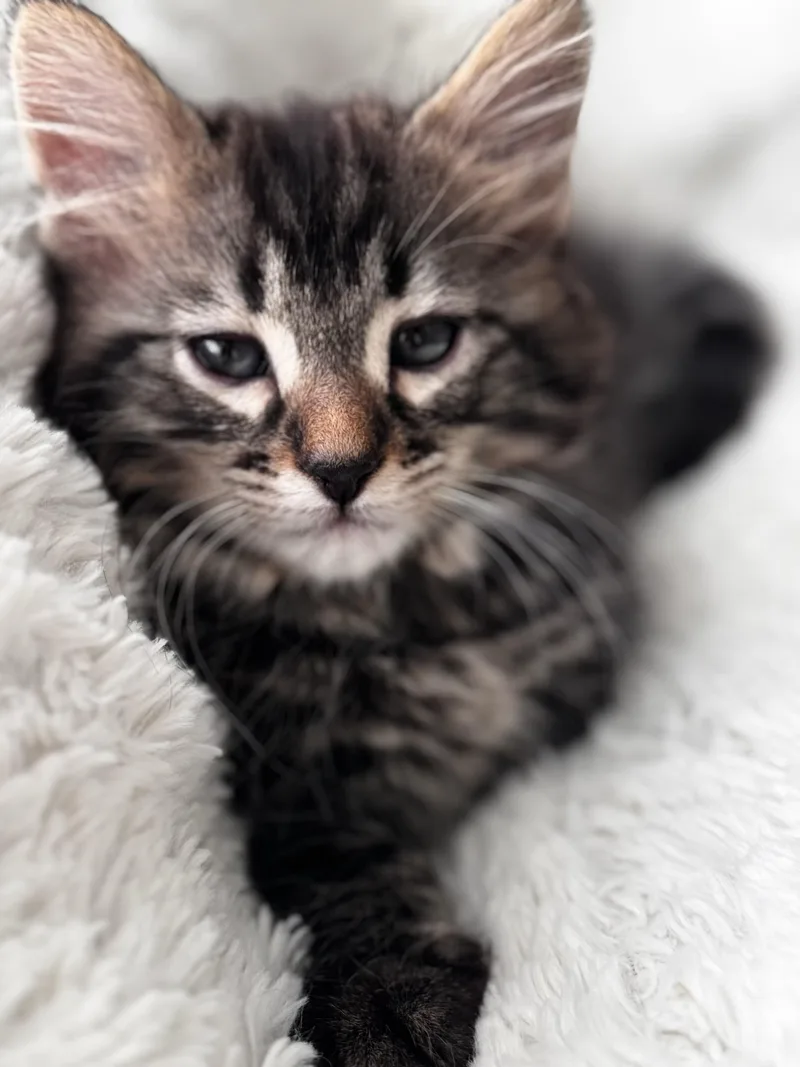 A baby medium-sized male Tabby (Brown / Chocolate) Maine Coon cat named Jebb for adoption in Greensboro, NC