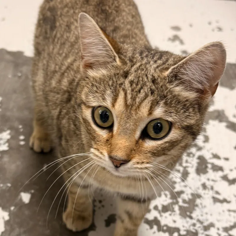 An adult medium-sized female Brown / Chocolate Domestic Short Hair cat named Millie for adoption in Evansville, IN