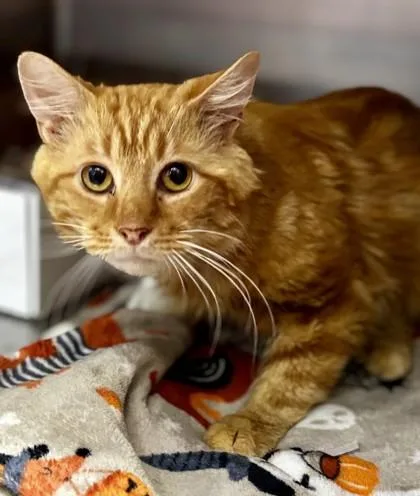 A young medium-sized male Orange / Red Domestic Medium Hair cat named Aslan for adoption in Georgetown, SC