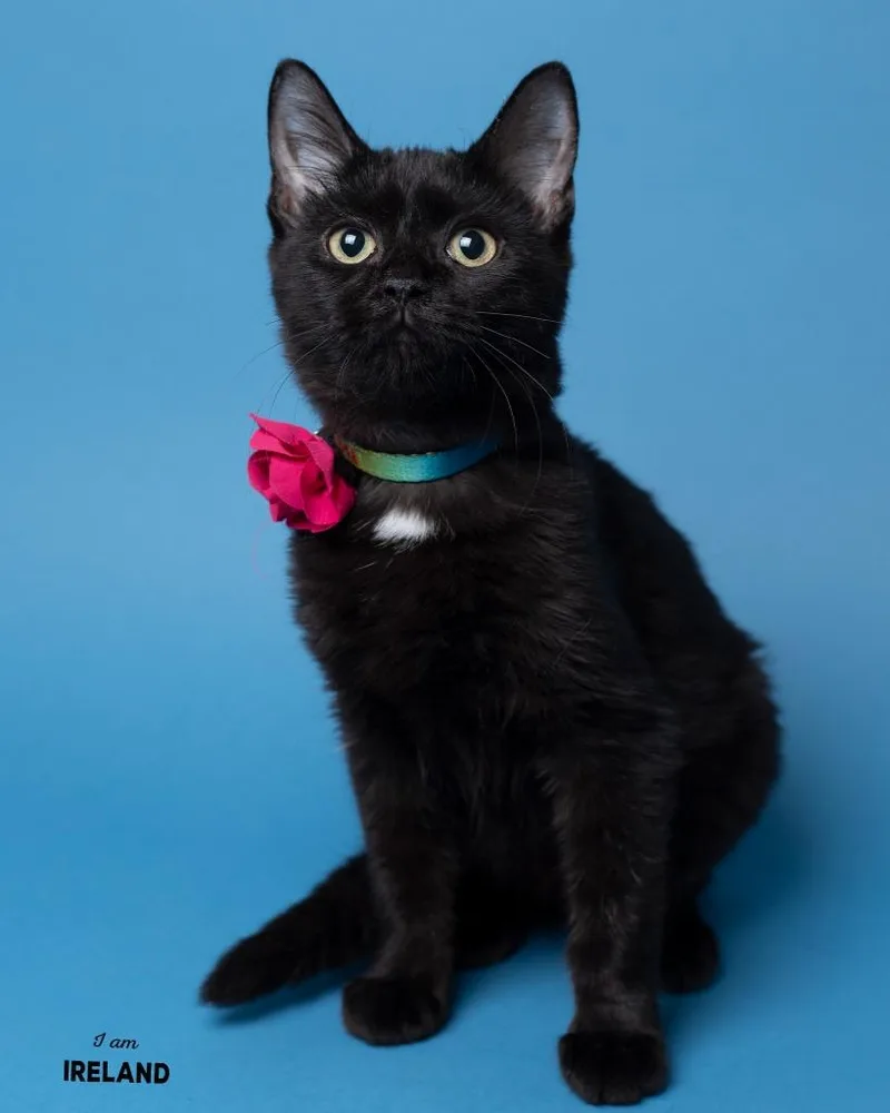 A baby medium-sized female Domestic Short Hair cat named Ireland for adoption in Boone, IA