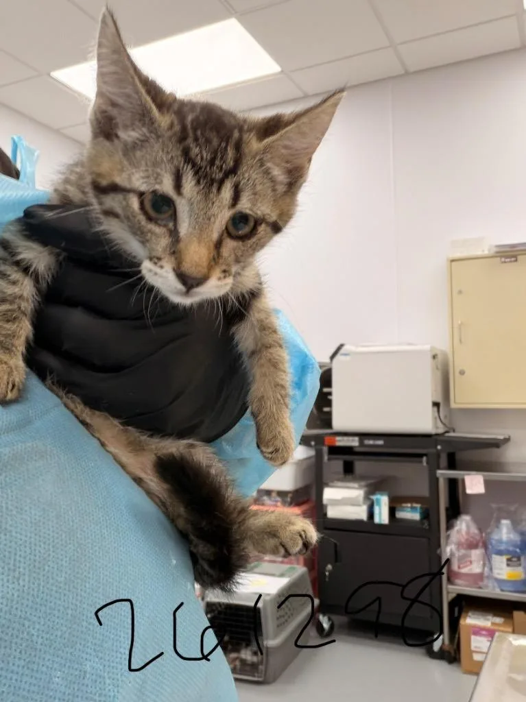 A baby medium-sized female Domestic Short Hair cat named Meeny for adoption in Hartsville, SC