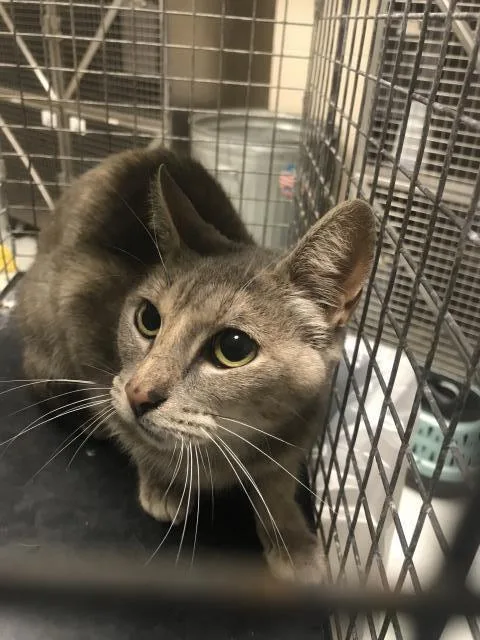 A baby small-sized female Domestic Short Hair cat named A for adoption in Conroe, TX