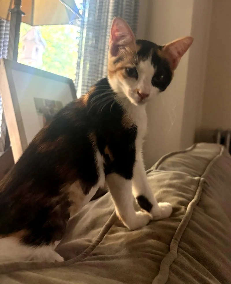 A baby medium-sized female Tortoiseshell cat named ScarletKC for adoption in Greenville, DE