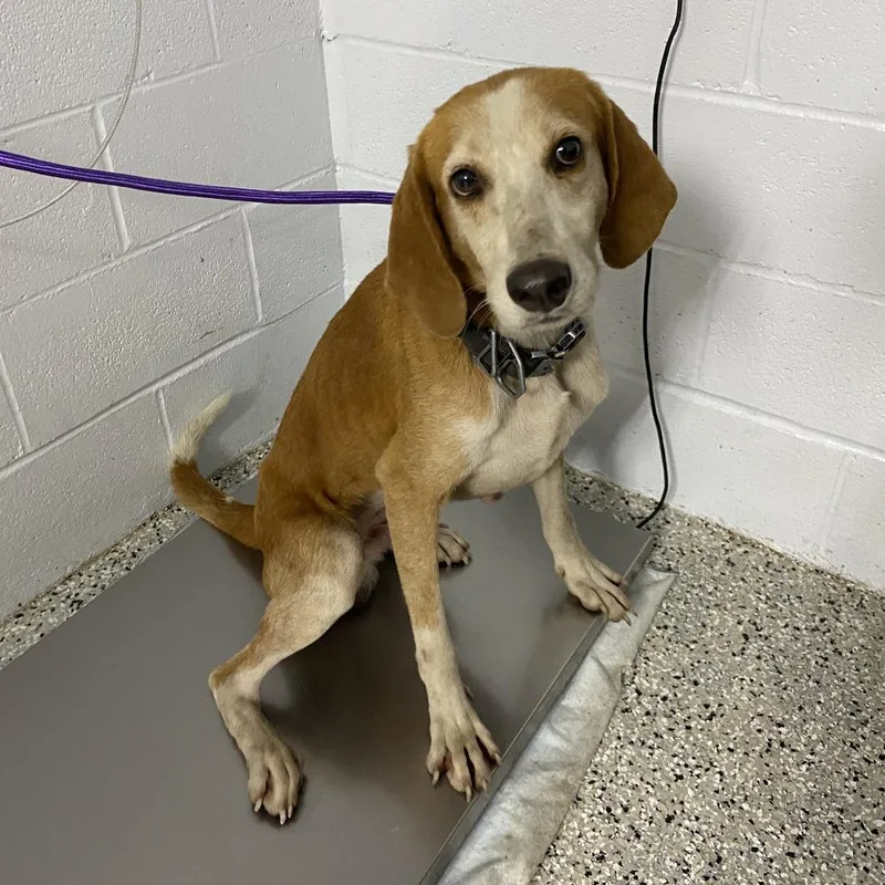 An adult medium-sized male Red / Chestnut / Orange American Foxhound dog named Bogey for adoption in Hattiesburg, MS