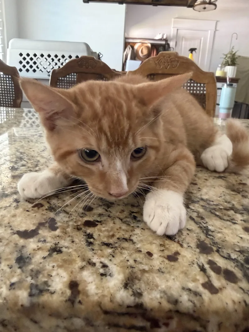 A baby small-sized male Orange / Red Domestic Short Hair cat named Hickory for adoption in Visalia, CA