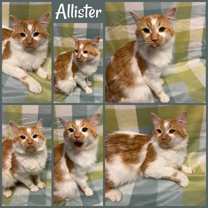 Allister