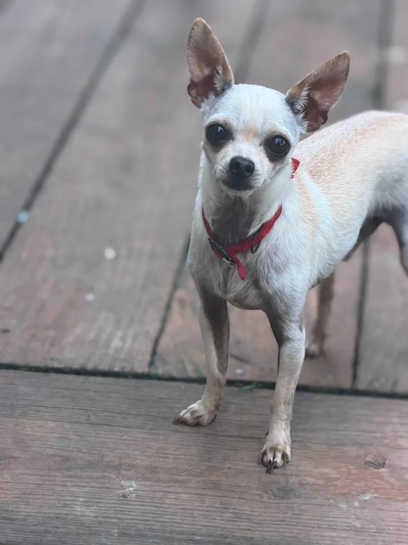 An adult medium-sized male Chihuahua dog named Poppy for adoption in Ashville, OH