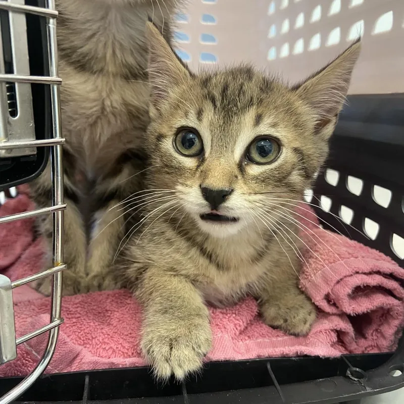 A baby small-sized male Brown / Chocolate Domestic Short Hair cat named Chef Boyardee for adoption in Chattanooga, TN