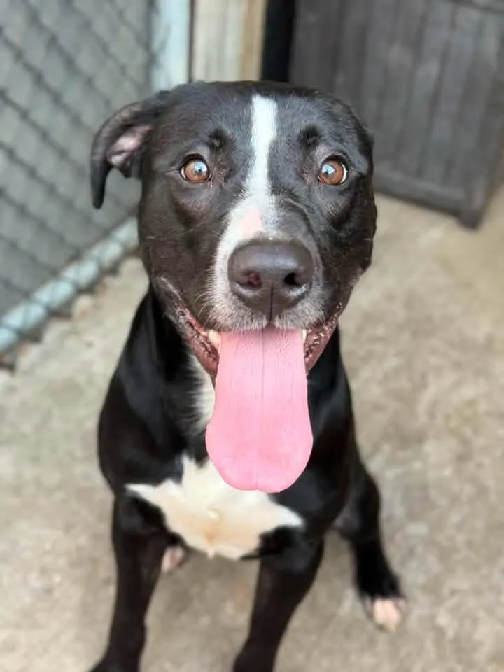 An adult medium-sized male Black Pit Bull Terrier dog named Brussels Sprouts for adoption in Chicago, IL