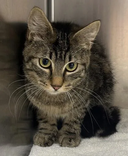 A young medium-sized male Domestic Short Hair cat named Maple for adoption in Eugene, OR