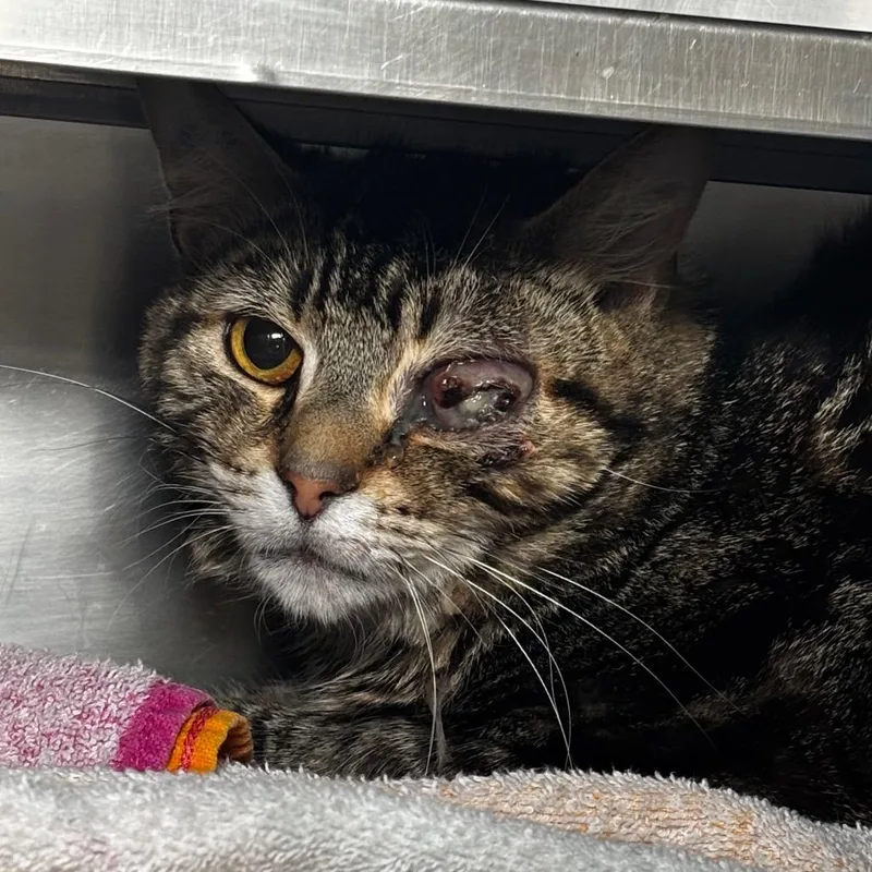 An adult medium-sized male Brown / Chocolate Domestic Short Hair cat named William for adoption in Bristol, IN