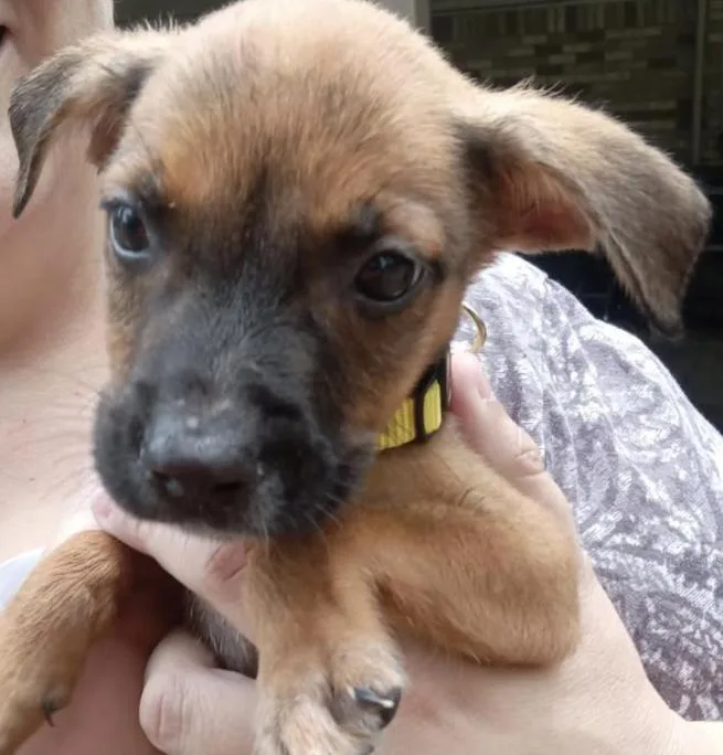 A baby large-sized female Black Mouth Cur dog named Gracie for adoption in McKinney, TX