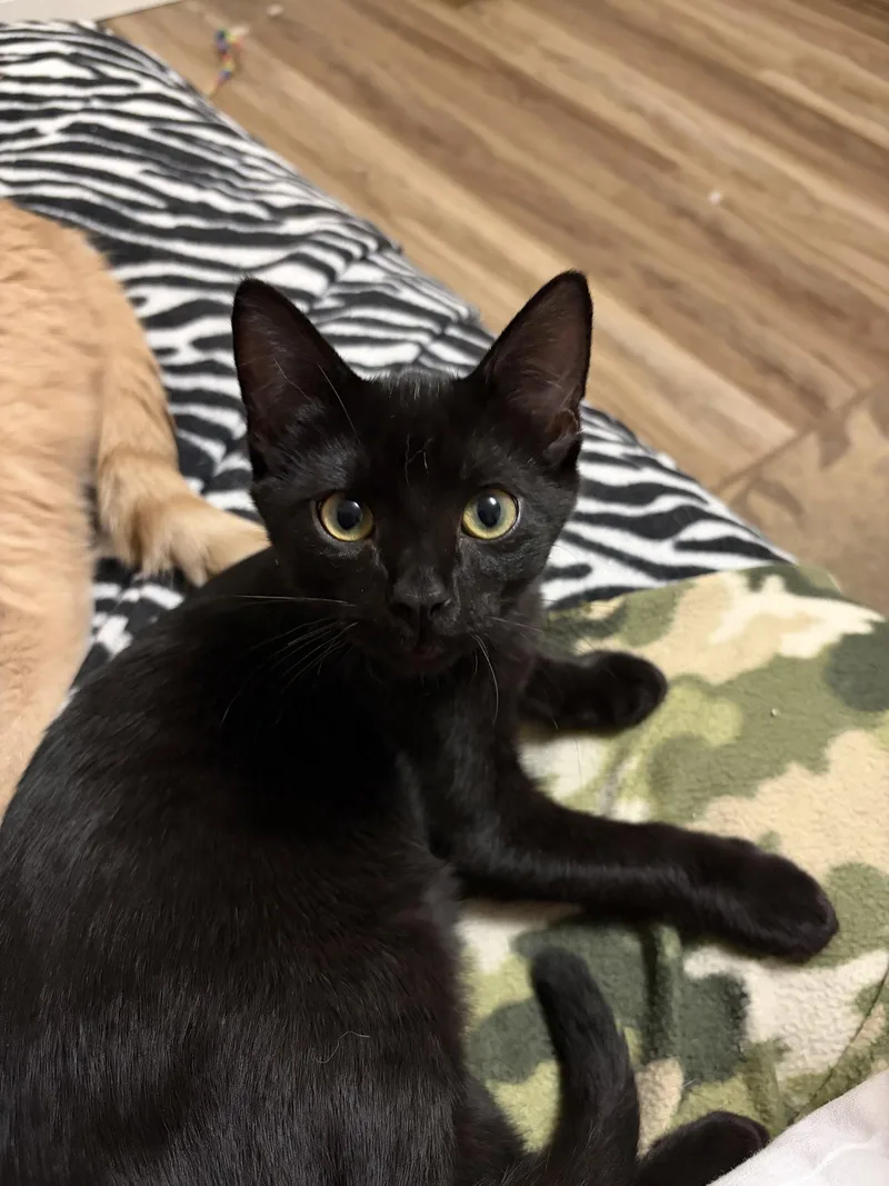 A baby medium-sized male Black Domestic Short Hair cat named Lucky for adoption in Eureka, MO