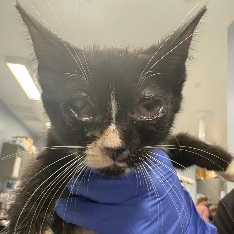 A baby small-sized female Black Domestic Short Hair cat named Talia for adoption in Milton, FL