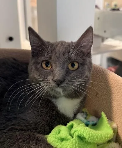 A baby small-sized female Domestic Short Hair cat named Penny for adoption in Sultan, WA