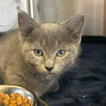 A baby small-sized male Gray / Blue / Silver Domestic Short Hair cat named Rickon for adoption in Knoxville, TN