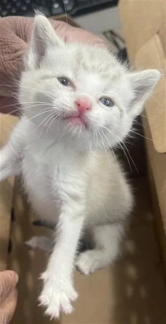 A baby medium-sized female Domestic Short Hair cat named Angel for adoption in Dallas, TX
