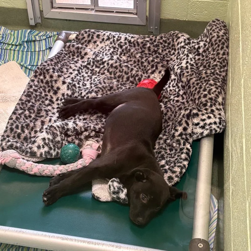 A baby medium-sized male Mixed Breed dog named Arizona for adoption in West Palm Beach, FL