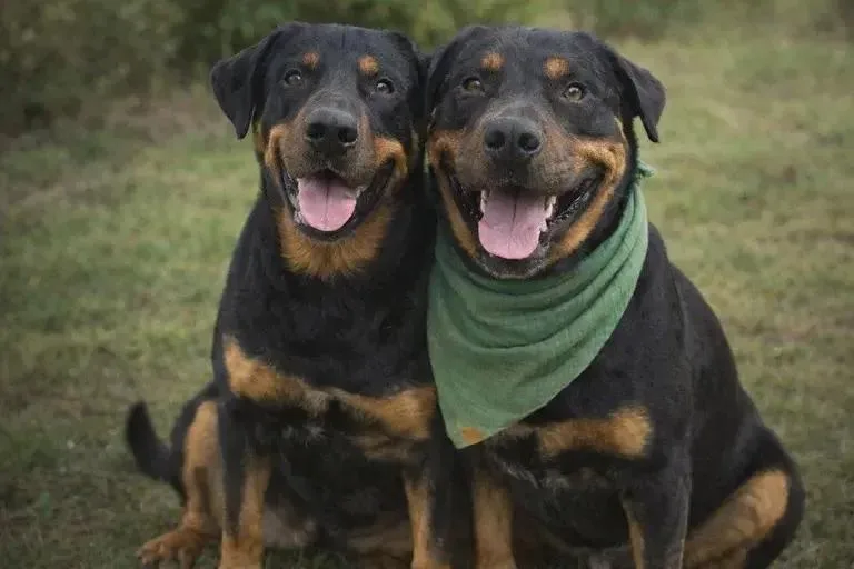 A young large-sized male Black Rottweiler dog named Apollo for adoption in Polk, OH