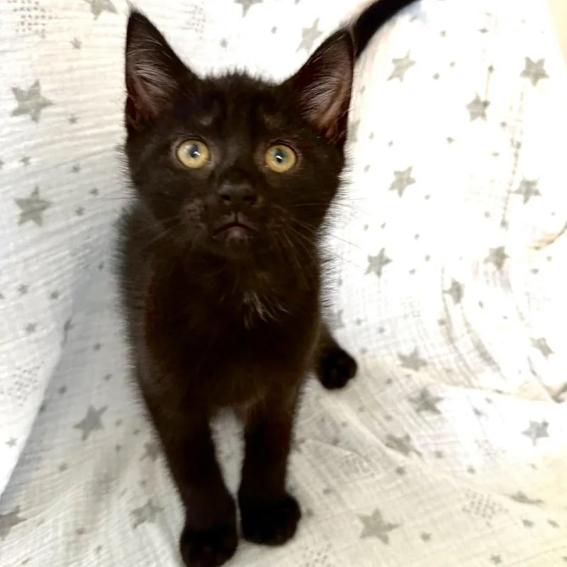 A baby medium-sized male Black Domestic Short Hair cat named Apollo for adoption in Greensburg, PA