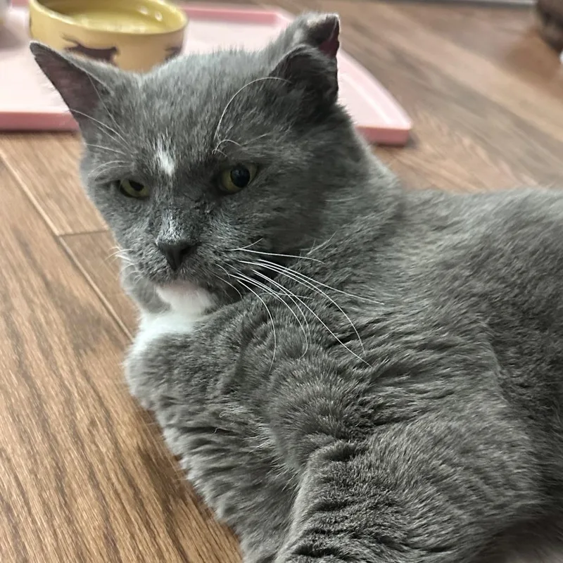 A senior large-sized male Domestic Short Hair cat named Beau for adoption in Saratoga Springs, NY