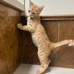 A baby medium-sized female Orange / Red Domestic Short Hair cat named Hissy Elliot for adoption in Oklahoma City, OK
