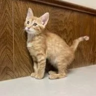 Hissy Elliot thumbnail 3